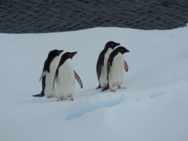 Adéliepinguine, Antarktis. ©Carles Pina Estany, Photographer: Carles Pina Estany, CC BY 4.0