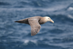 Pétrel géant du sud près de l'île Marion. ©Parafilms/EPFL, Photographer: Florian Brucker, CC BY-NC-SA 4.0