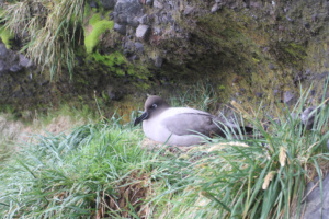 Albatros fuligineux dans son nid sur l'île Marion. ©Parafilms/EPFL, Photographer: Florian Brucker, CC BY-NC-SA 4.0