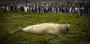 Un éléphant de mer et des manchots royaux sur l’île de la possession. ©Parafilms/EPFL, Photographer: Florian Brucker, CC BY-NC-SA 4.0