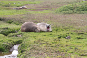 Des éléphants de mer sur l’archipel des Kerguelen, dans le sud de l’océan Indien. ©Parafilms/EPFL, Photographer: Florian Brucker, CC BY-NC-SA 4.0