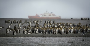 Les manchots royaux et l’Akademik Treshnikov. ©Parafilms/EPFL, Photographer: Florian Brucker, CC BY-NC-SA 4.0