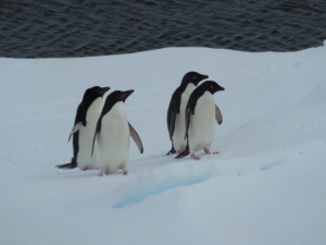 Manchots Adélie, Antarctique. ©Carles Pina Estany, Photographer: Carles Pina Estany, CC BY 4.0