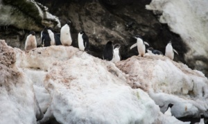 Manchots Adélie sur le mont Siple, Antarctique. ©Parafilms/EPFL, Photographer: Noé Sardet, CC BY-NC-SA 4.0