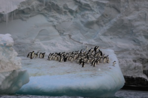Colonie de manchots Adélie (avec un seul manchot empereur sur la gauche) au pied du mont Siple, en Antarctique. ©Parafilms/EPFL, Photographer: Noé Sardet, CC BY-NC-SA 4.0