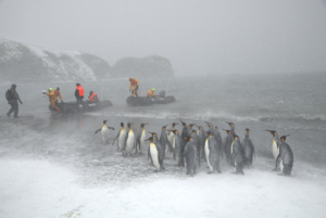 Les zodiacs de l’expédition ACE entre les manchots royaux près de la Géorgie du Sud. ©Parafilms/EPFL, Photographer: Sharif Mirshak, CC BY-NC-SA 4.0