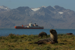 Les otaries à fourrure et l’Akademik Treshnikov près de la Géorgie du Sud, dans l’Atlantique Sud. ©Parafilms/EPFL, Photographer: Sharif Mirshak, CC BY-NC-SA 4.0