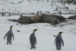 Des manchots royaux et des éléphants de mer en Géorgie du Sud, Atlantique Sud. ©Parafilms/EPFL, Photographer: Sharif Mirshak, CC BY-NC-SA 4.0
