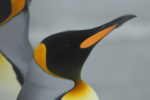 Manchots royaux, Géorgie du Sud. ©Parafilms/EPFL, Photographer: Sharif Mirshak, CC BY-NC-SA 4.0