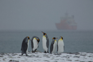 Des manchots royaux et l’Akademik Treshnikov près de la Géorgie du Sud, Atlantique Sud. ©Parafilms/EPFL, Photographer: Sharif Mirshak, CC BY-NC-SA 4.0