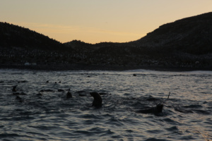 Les îles Sandwich du Sud abritent une faune riche et variée. ©Parafilms/EPFL, Photographer: Sharif Mirshak, CC BY-NC-SA 4.0